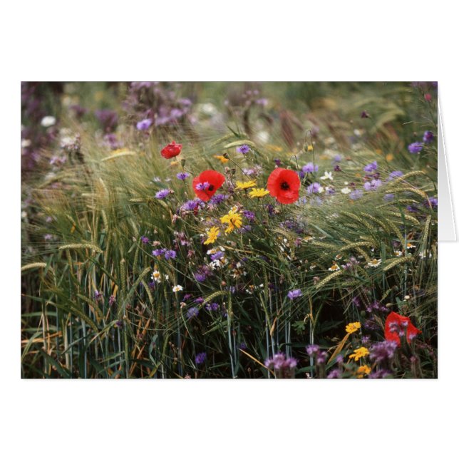 Wilde Blume (Vorderseite (Horizontal))
