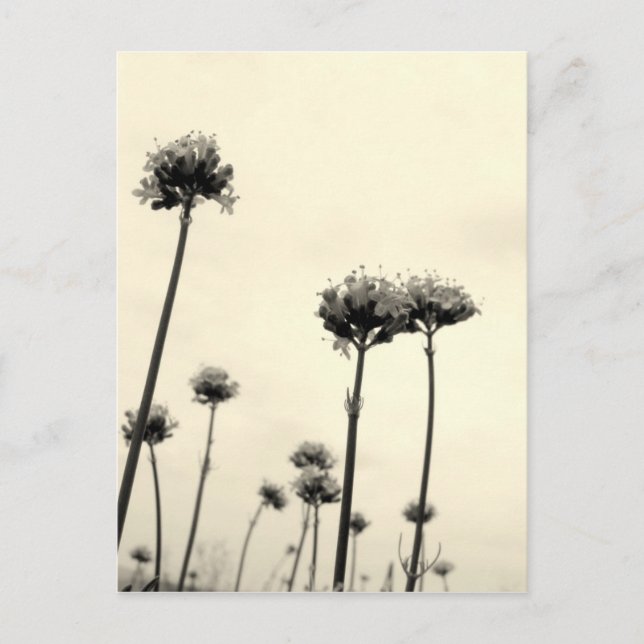 Wilde Blume (B&W) Postkarte (Vorderseite)