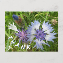 Wilde Blume: Blue Cornflowers Danke Postcard Postkarte
