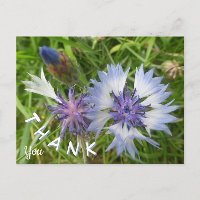 Wilde Blume: Blue Cornflowers Danke Postcard Postkarte (Vorderseite)