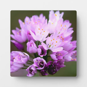 Wilde Blume Fotoplatte