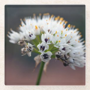 Wilde Blume Glasuntersetzer