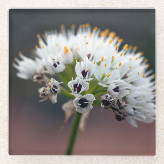 Wilde Blume Glasuntersetzer (Vorderseite)
