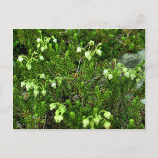 Wilde Blume II Postkarte