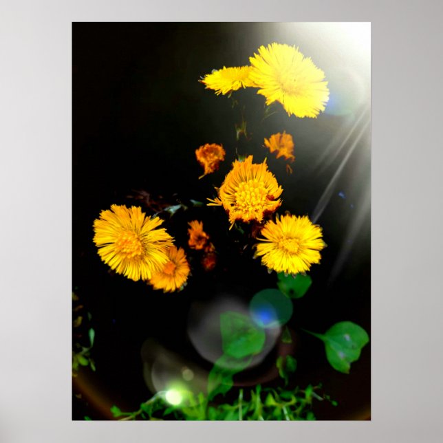 Wilde Blume im Sonnenschein Poster (Vorne)