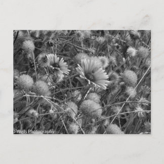 Wilde Blume in Schwarz/Weiß Postkarte
