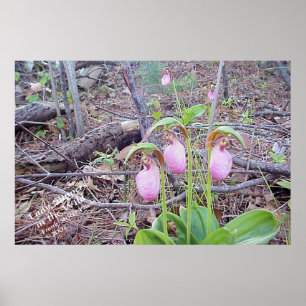 Wilde Blume Lady Slippers Poster