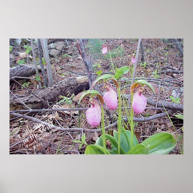 Wilde Blume Lady Slippers Poster (Vorne)