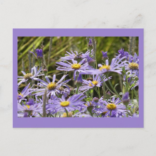 Wilde Blume: Michaelmas Daisies DIY Postcard Postkarte (Vorderseite)