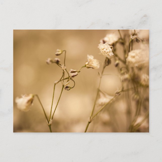 Wilde Blume mit warmer Sepia-Tone-Postkarte geschl Postkarte (Vorderseite)