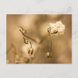 Wilde Blume mit warmer Sepia-Tone-Postkarte geschl Postkarte