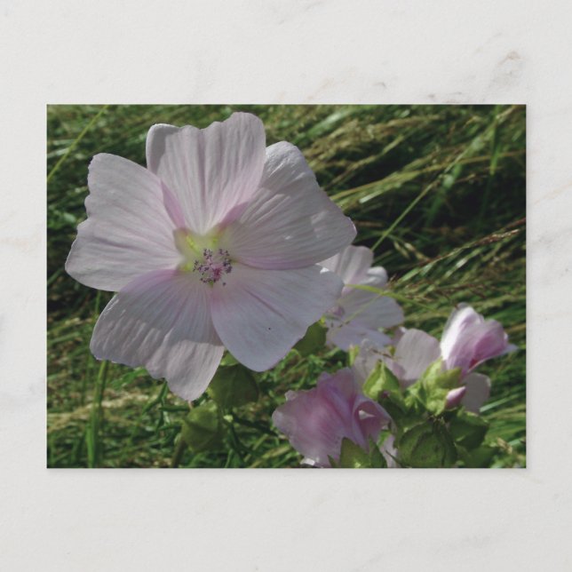 Wilde Blume Nr. 3 | Postkarten (Vorderseite)