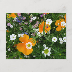 Wilde Blume: Orangefarbene weiße rosa KÖRPERN Post Postkarte
