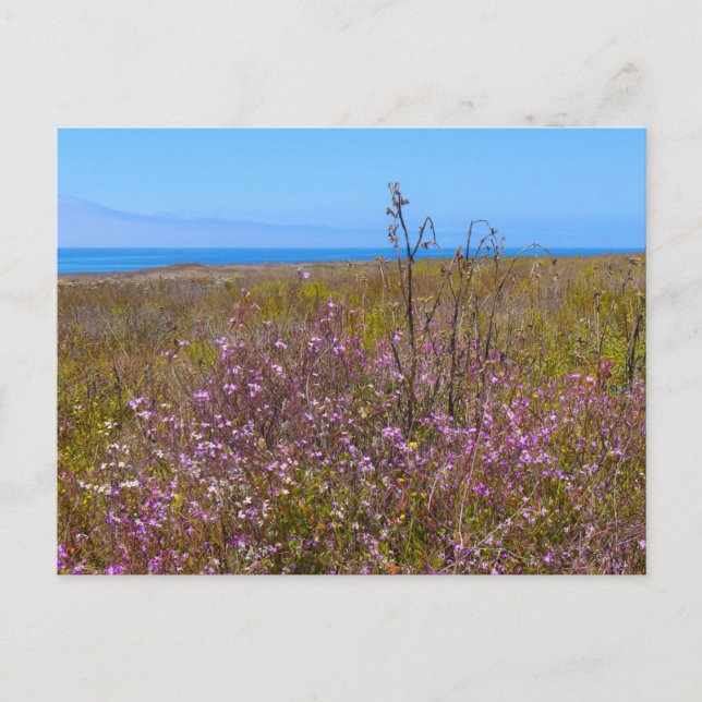 Wilde Blume Postkarte (Vorderseite)