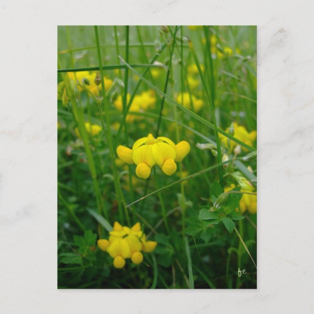 wilde Blume Postkarte (Vorderseite)