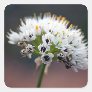 Wilde Blume Quadratischer Aufkleber