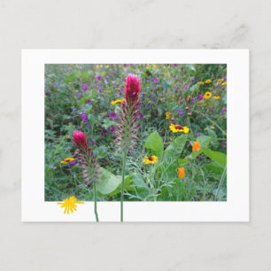 Wilde Blume: Rosa Lila-gelbe Schachtel Postkarte