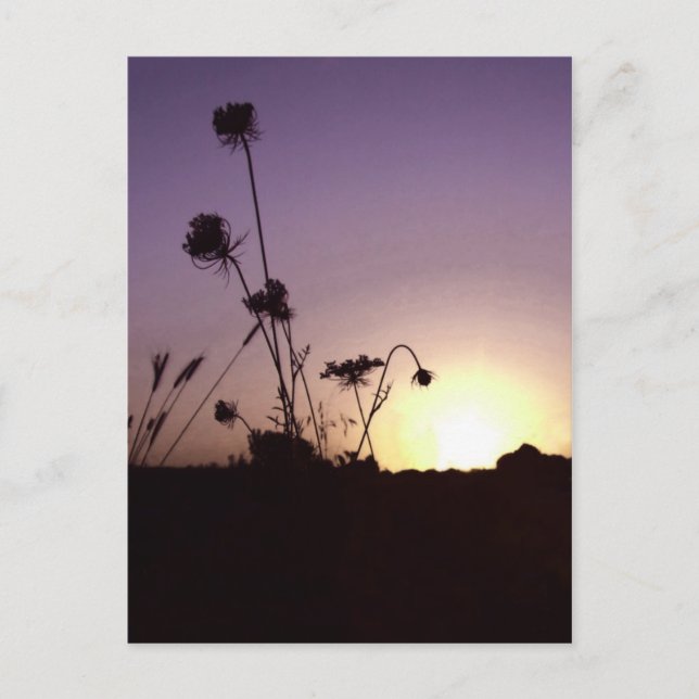 Wilde Blume Sunset Postcard Postkarte (Vorderseite)