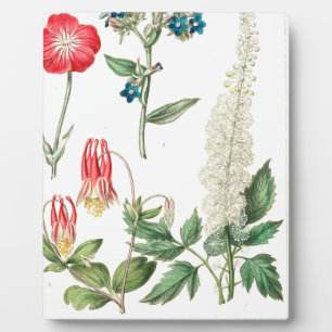 Wilde Blume Vintag Botanische Schrift Fotoplatte