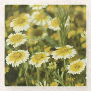 Wilde Blumen Gelb und Weiße Sonnenblumen Glasuntersetzer