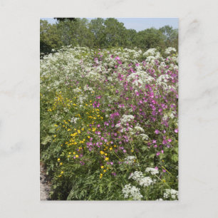Wilde Blumen in einer Hecke Herefordshire England Postkarte