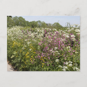 Wilde Blumen in einer Straßenhecke Herefordshire Postkarte