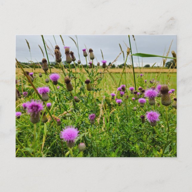 Wilde Blumen  Postkarte (Vorderseite)
