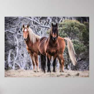 Wilde Brumbies Poster