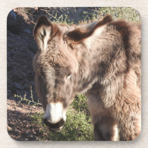 Wilde Burros, Esel, wild lebende Tiere, Untersetze Getränkeuntersetzer
