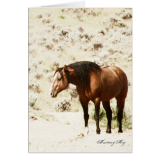 Wilde Card~ Ehre, Stallion von Steens