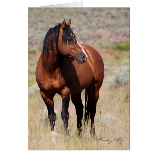 Wilde Card~ Ehre, wilder Stallion von Steens Karte