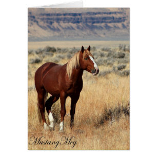 Wilde Card~ rote Mode, BandStallion von Steens