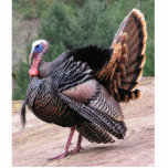 Wilde die Türkei-Foto-Skulptur Freistehende Fotoskulptur<br><div class="desc">Dieser wilde Truthahn Tom zeigt seinen Fan der Federn.</div>