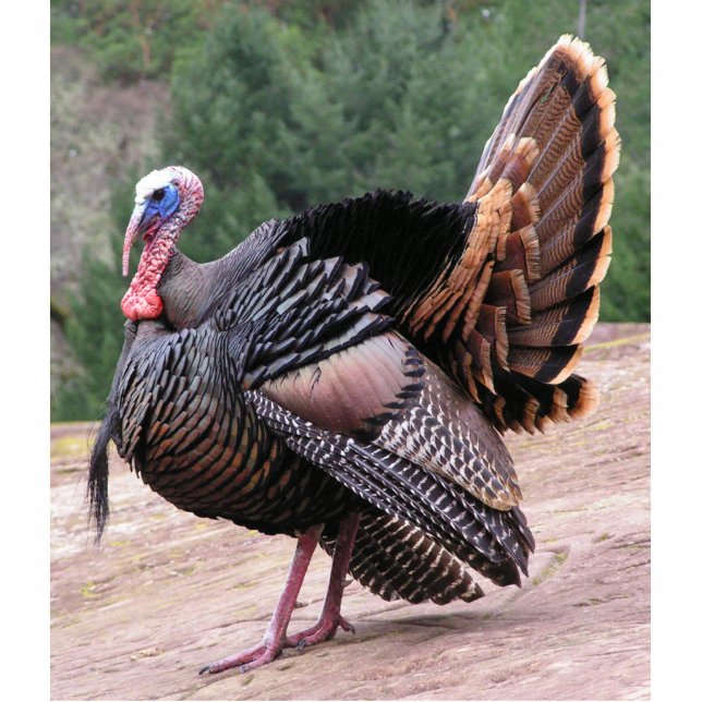 Wilde die Türkei-Foto-Skulptur Freistehende Fotoskulptur (Vorne)