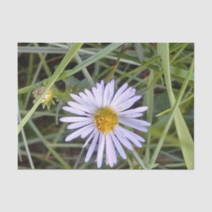 wilde Dissy-Blume Seidenpapier