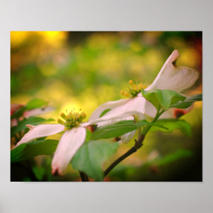 Wilde Dogwood-Blume blüht Poster