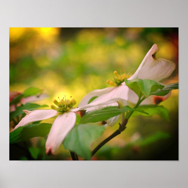 Wilde Dogwood-Blume blüht Poster (Vorne)