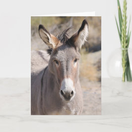 Wilde Esel Kaliforniens Karte