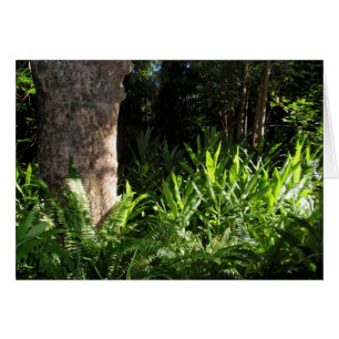 Wilde Farne und Ingwer