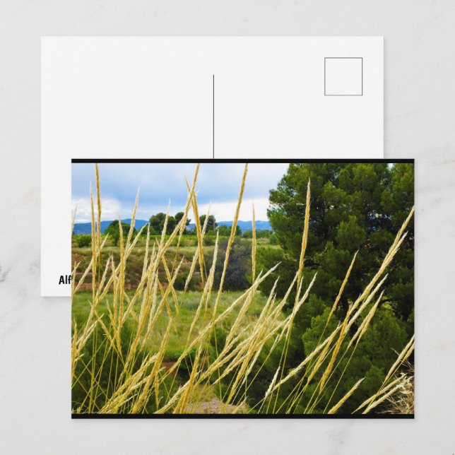 Wilde Feldgräser Postkarte (Vorne/Hinten)