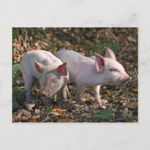 Wilde Ferkel Postkarte