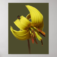Wilde Forelle Lily und Freund von Firefend