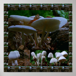 Wilde frische Ständerpilze: Exotische Fotografie Poster