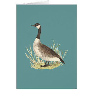 Wilde Gans (Anser canadensis)