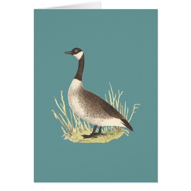 Wilde Gans (Anser canadensis) (Vorne)