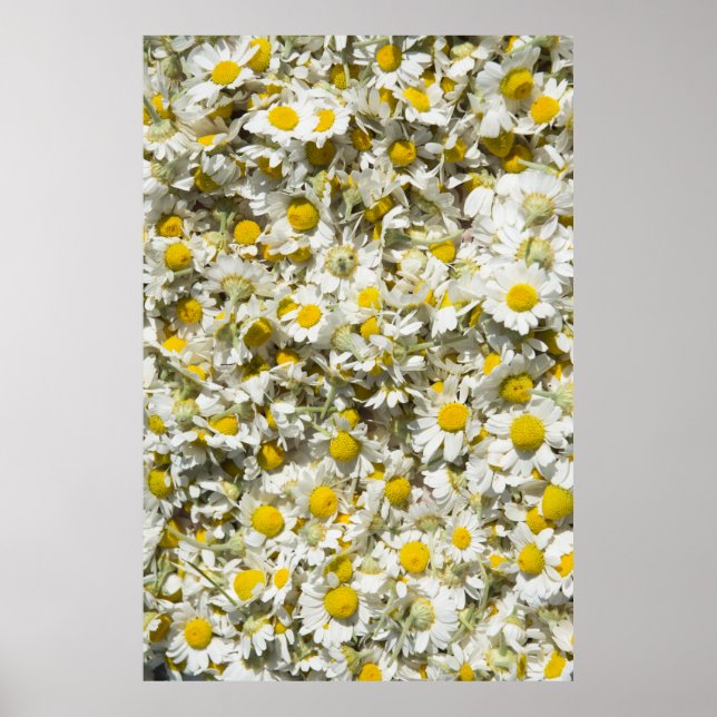 Wilde Gänse Poster (Vorne)