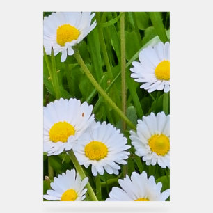 Wilde Gartenblumen Rumänien – Naturfotografie Acrylschild