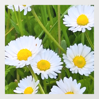 Wilde Gartenblumen Rumänien – Naturfotografie Fensteraufkleber
