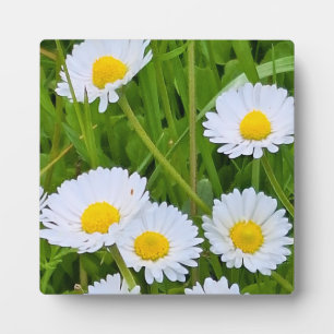 Wilde Gartenblumen Rumänien – Naturfotografie Fotoplatte