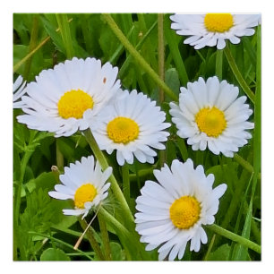 Wilde Gartenblumen Rumänien – Naturfotografie Poster